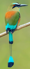 Turquoise-browed Motmot.png